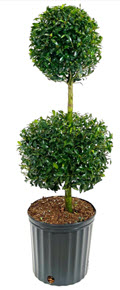 2 Ball Eugenia Topiary